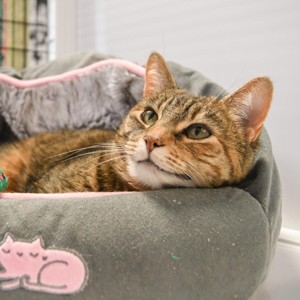 Tabitha, a Adoptable mixed breed in Ewing, NJ image 4/6