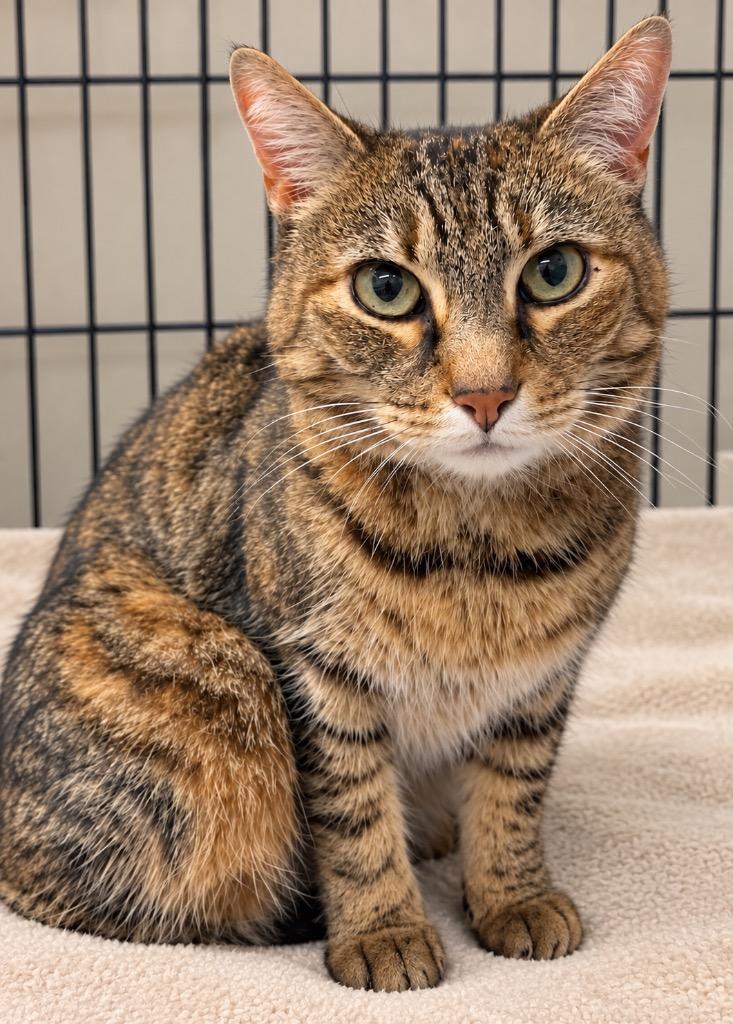 Enlarge Tabitha, a Adoptable mixed breed in Ewing, NJ image 4/6