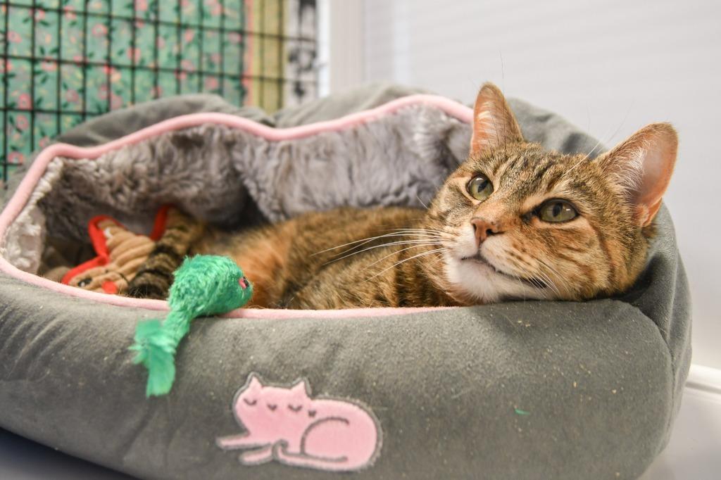 Tabitha, a Adoptable mixed breed in Ewing, NJ image 5/6
