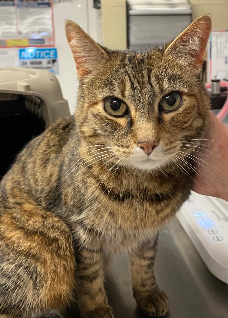 Tabitha, a Adoptable mixed breed in Ewing, NJ image 6/6