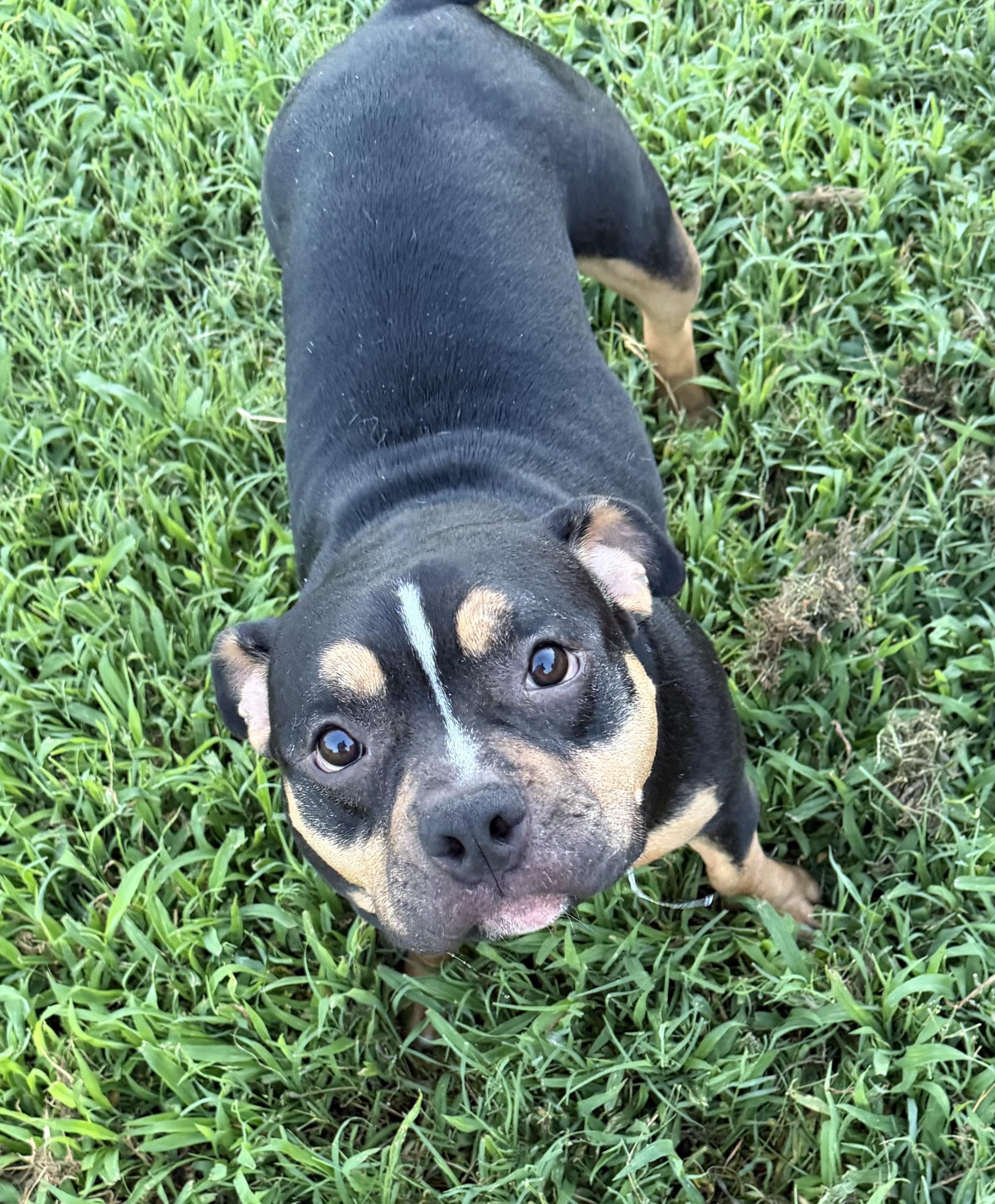 Morticia, a ADOPTABLE American Bully in Virginia Beach, VA image 2/3