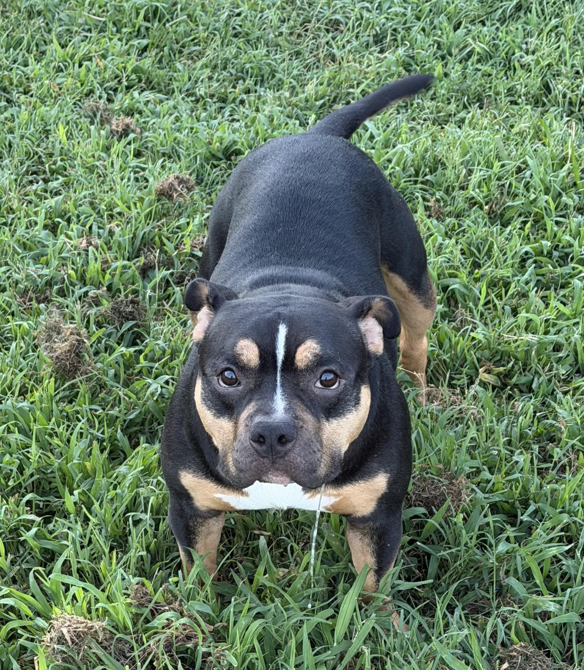 Morticia, a ADOPTABLE American Bully in Virginia Beach, VA image 3/3