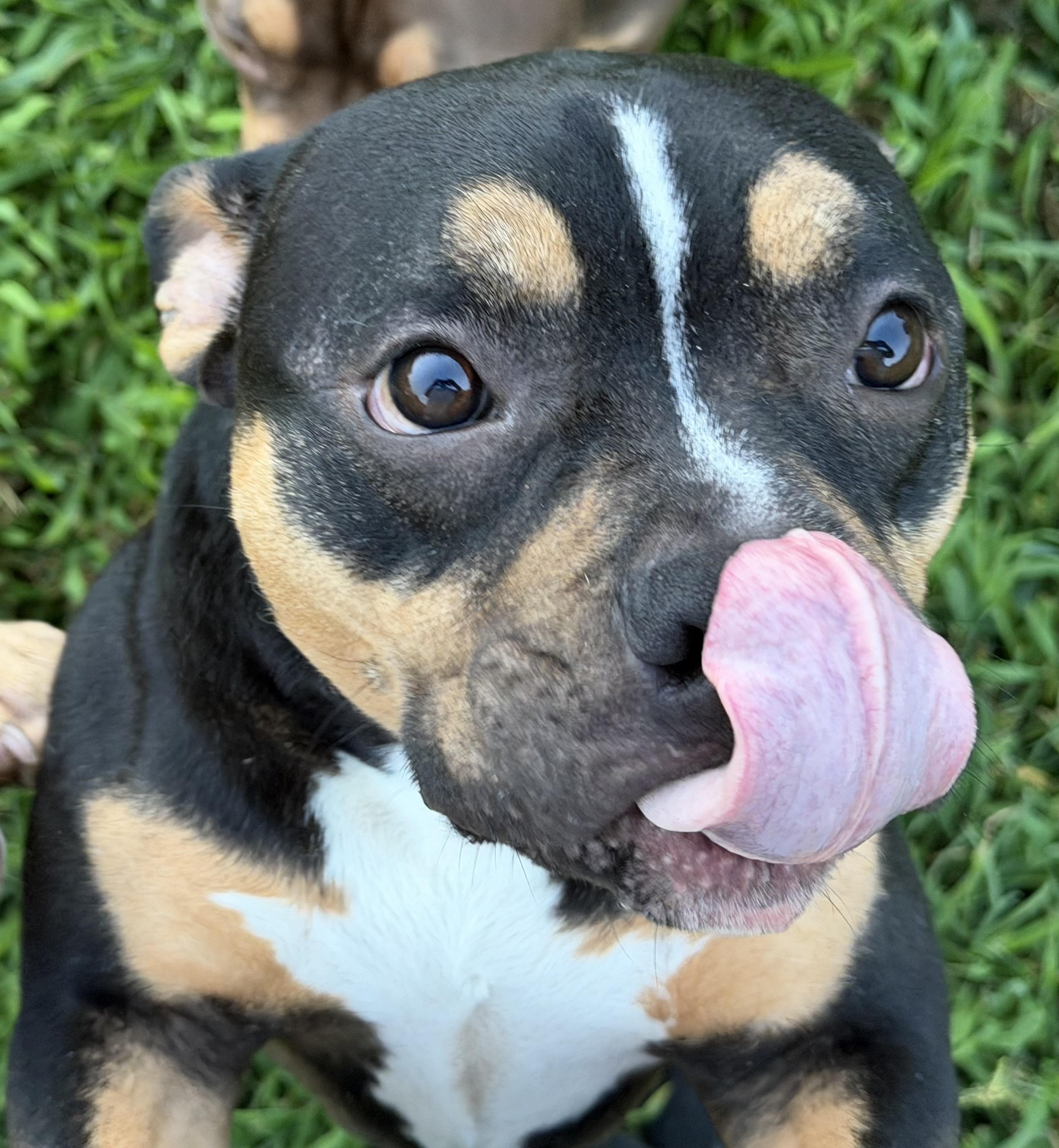 Morticia, ADOPTABLE, Young Female American Bully.