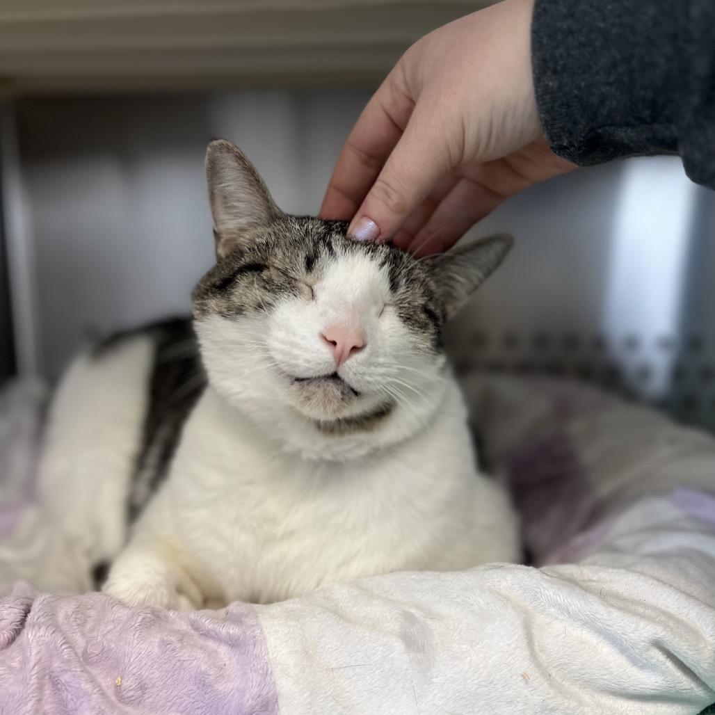 Poindexter — thumbnail 2