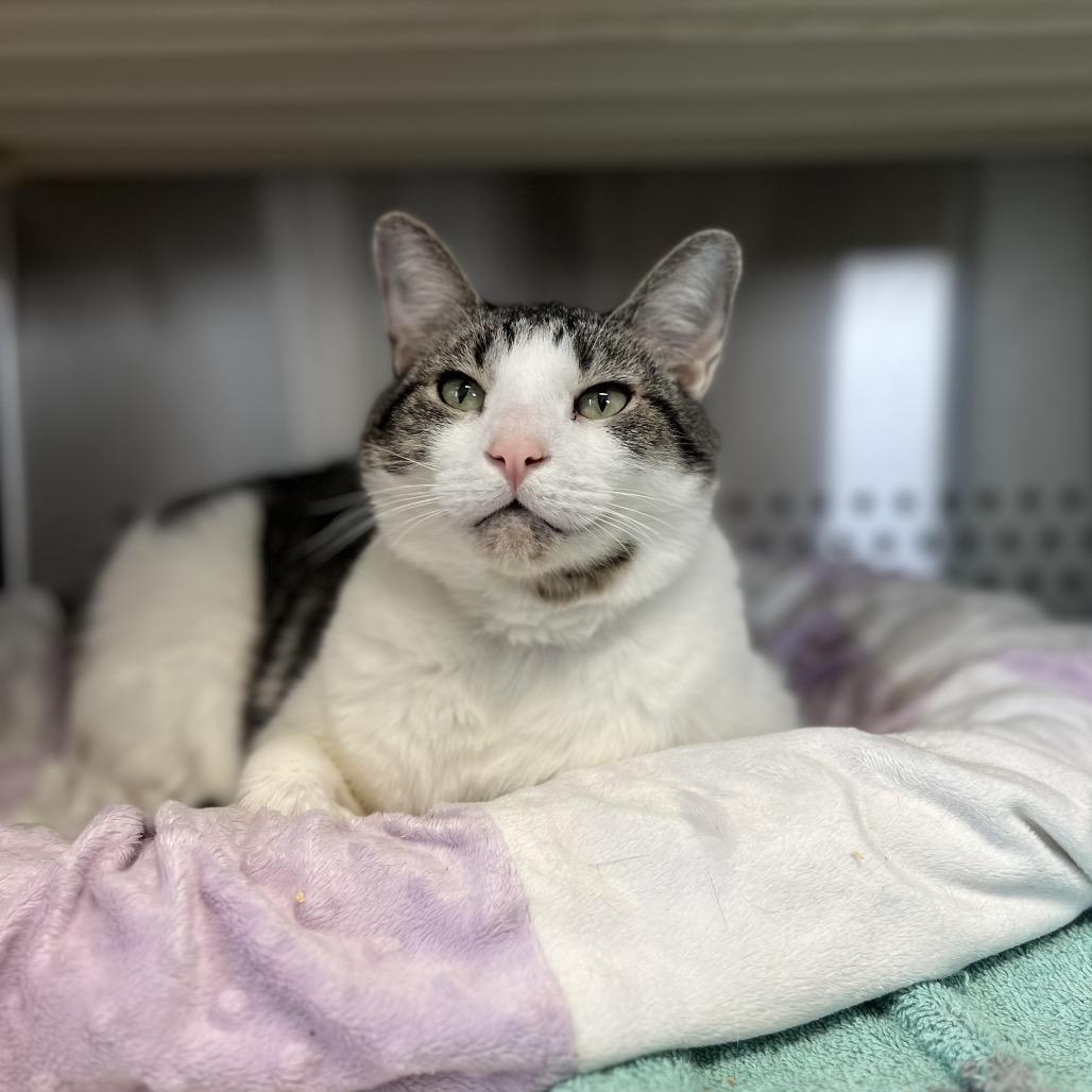 Poindexter — thumbnail 5