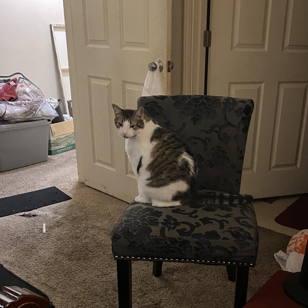 Poindexter — thumbnail 6