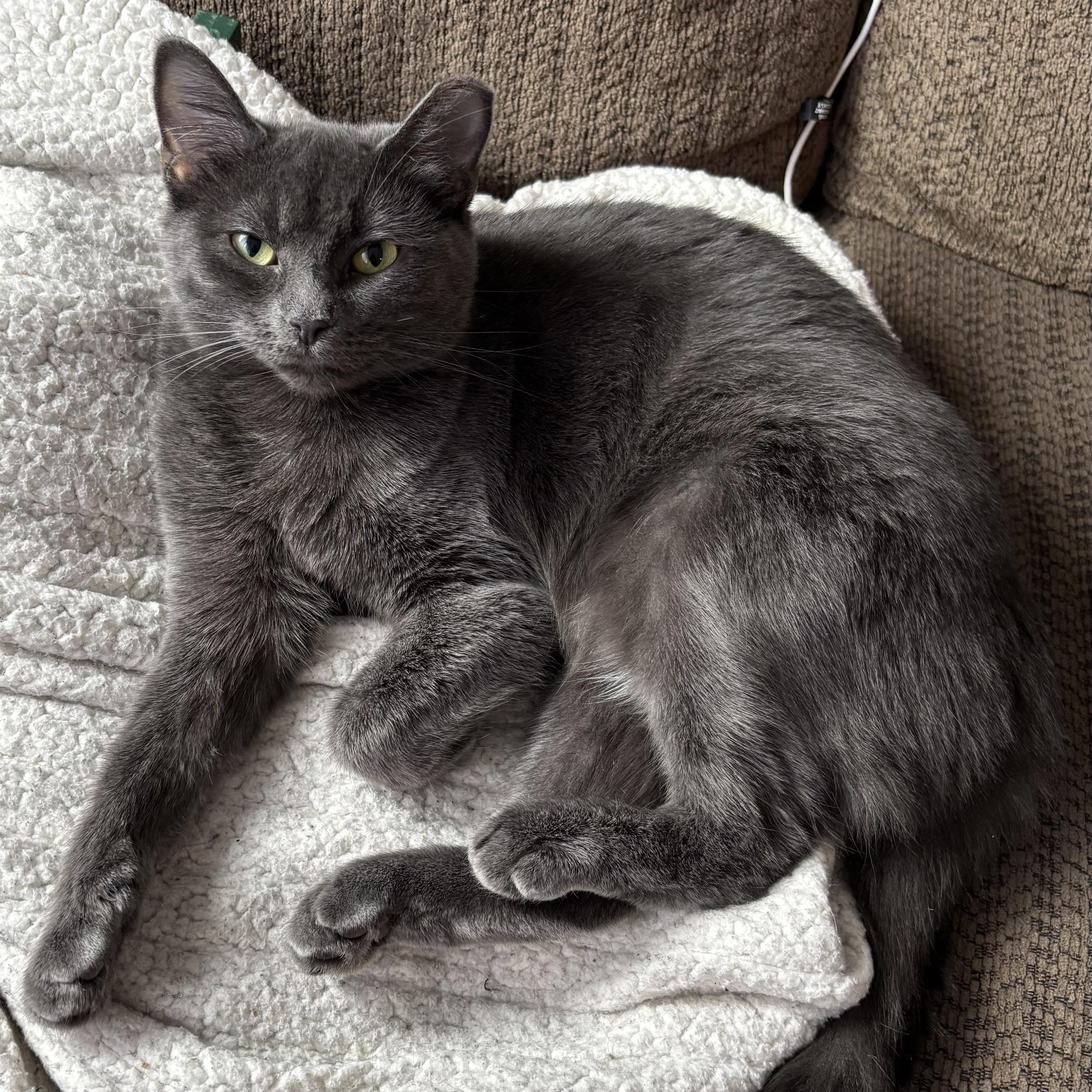Enlarge Arlo, a ADOPTABLE mixed breed in Pickering, ON image 2/3