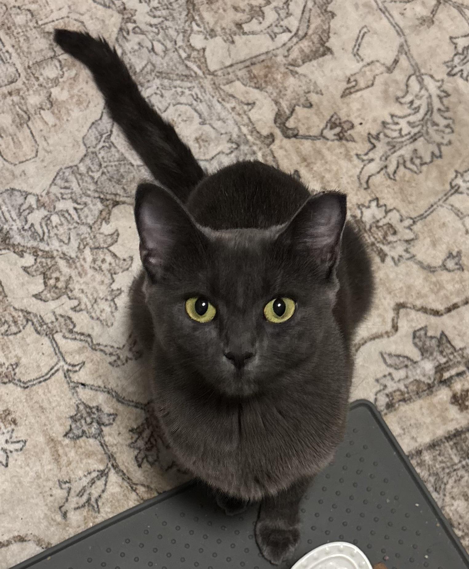 Arlo, ADOPTABLE, Adult Female Domestic Short Hair.