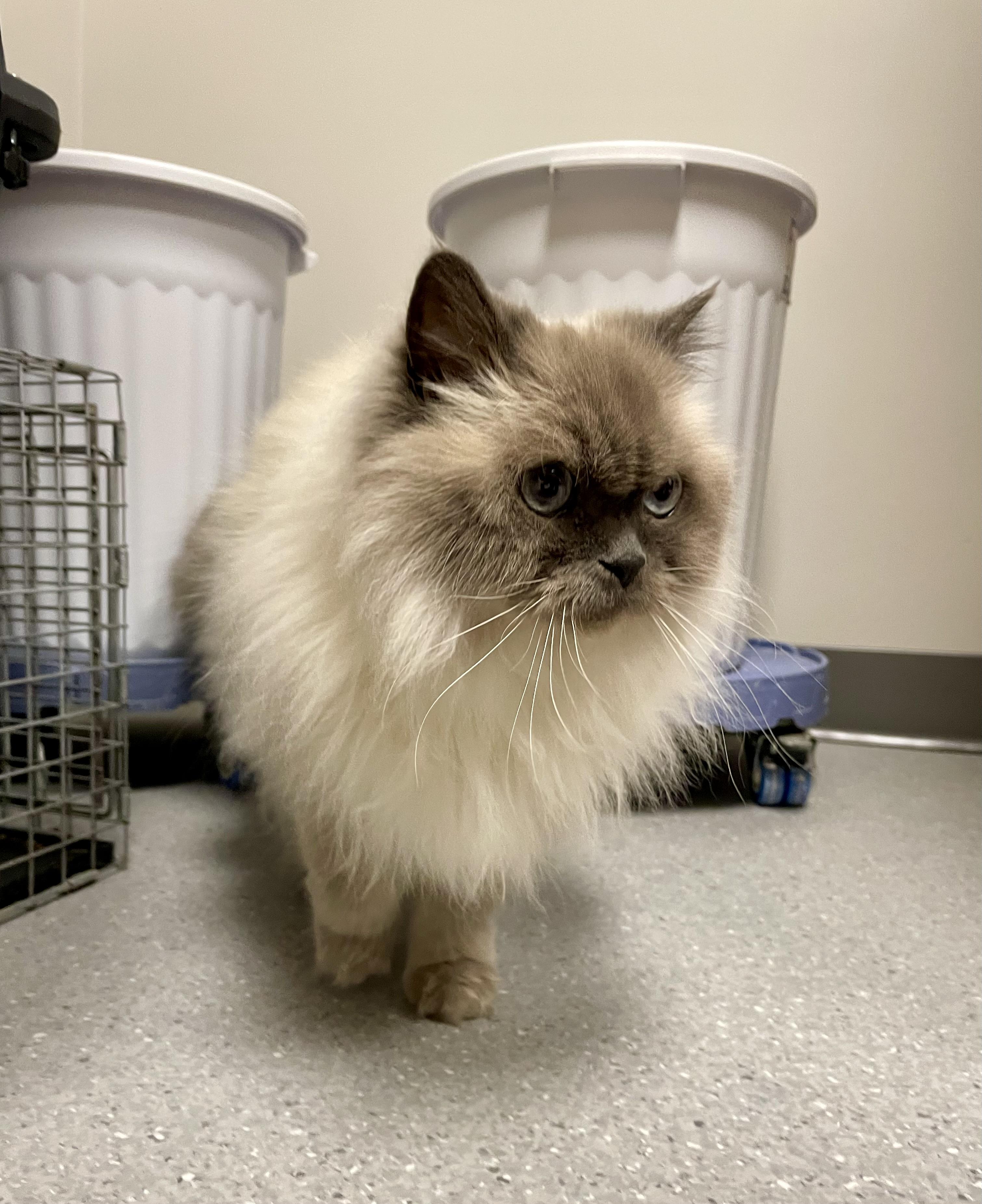 Enlarge Apricot, an adopted Himalayan in Everett, ON image 2/5