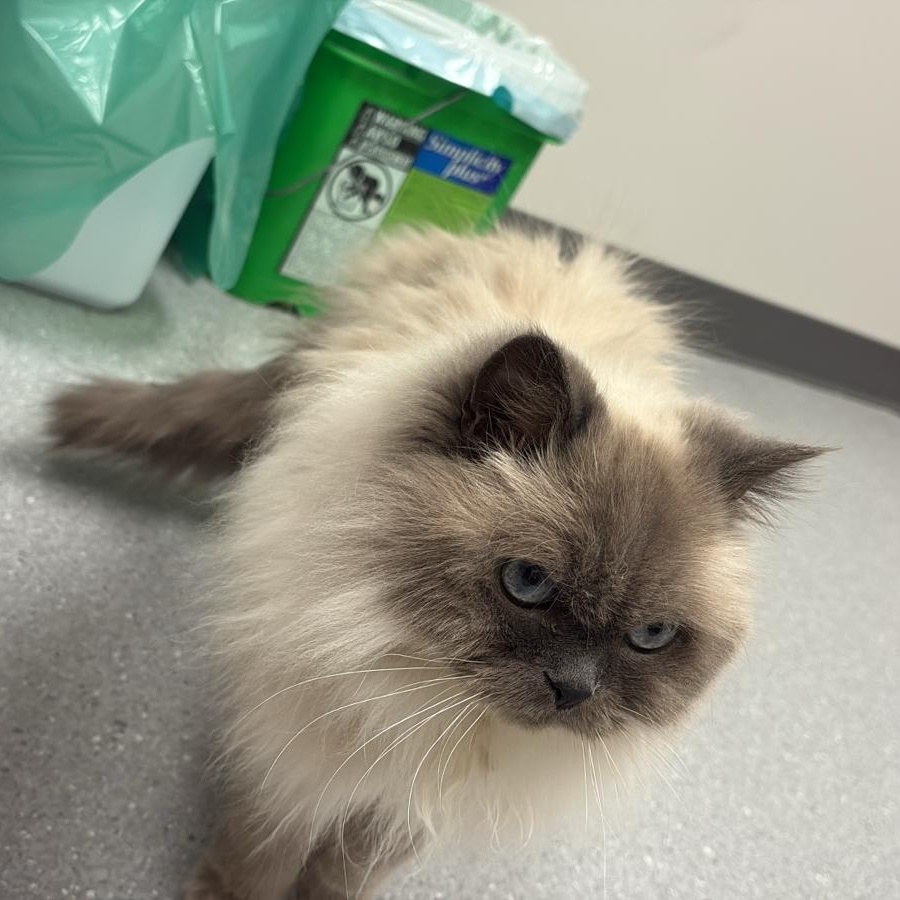 Enlarge Apricot, an adopted Himalayan in Everett, ON image 5/5