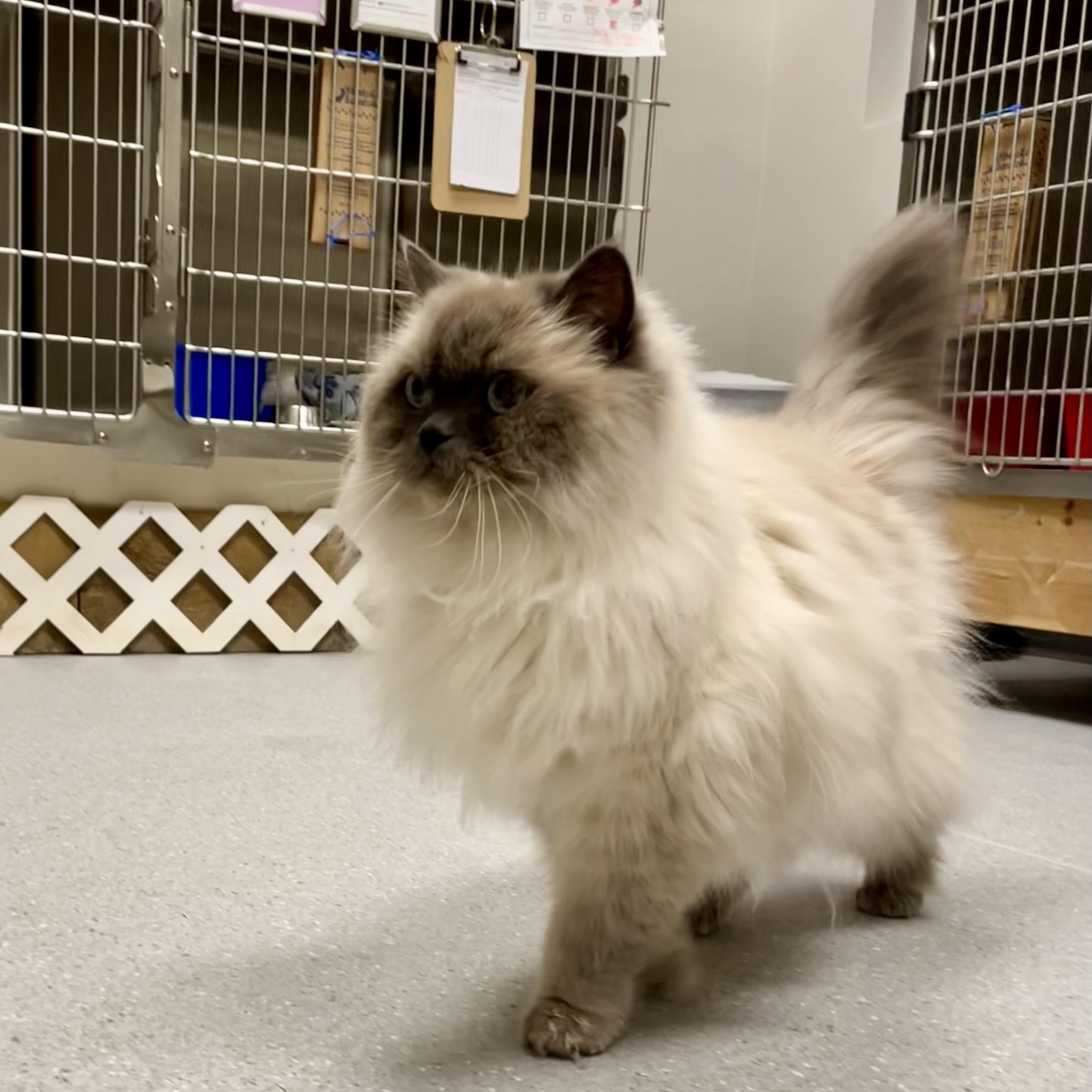 Enlarge Apricot, an adopted Himalayan in Everett, ON image 1/5