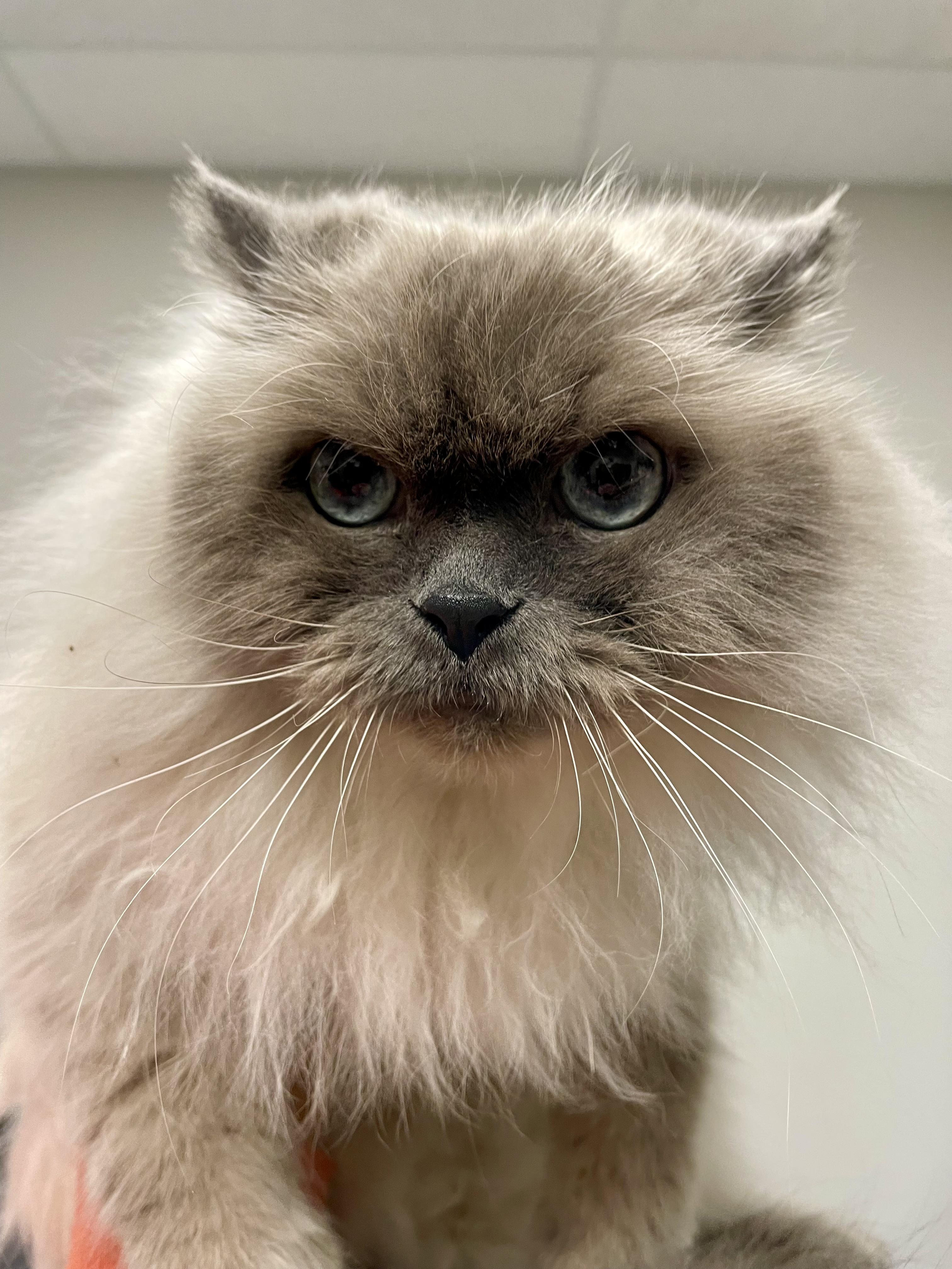 Enlarge Apricot, an adopted Himalayan in Everett, ON image 3/5