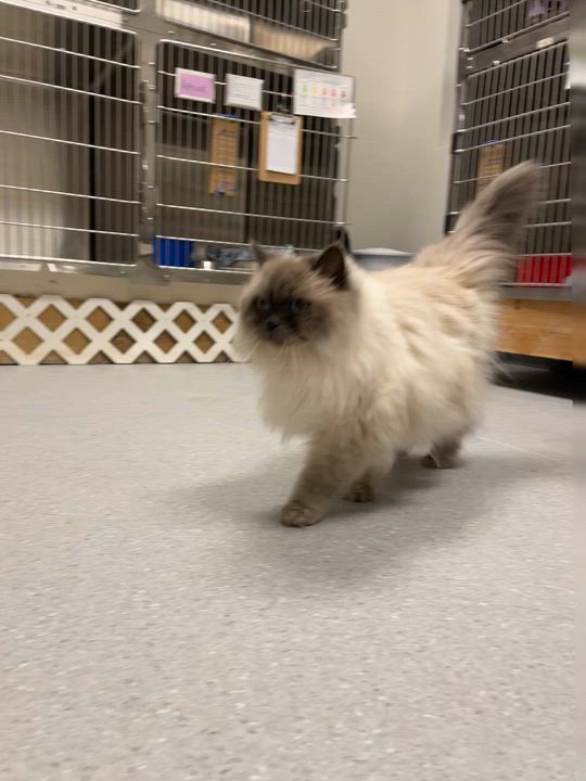 Enlarge Apricot, an adopted Himalayan in Everett, ON video 4/5