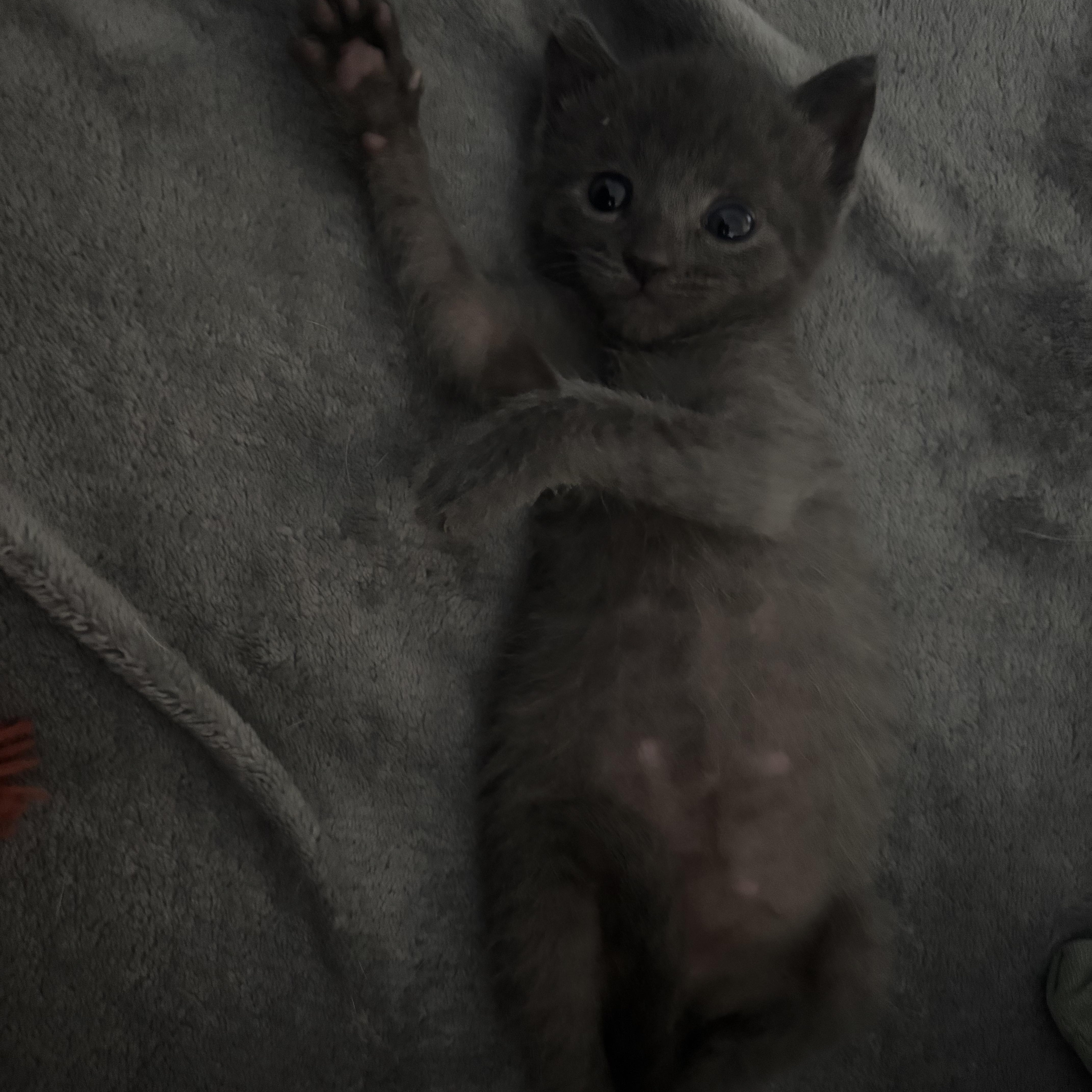 Enlarge Boba, an adopted mixed breed in Costa Mesa, CA image 2/6