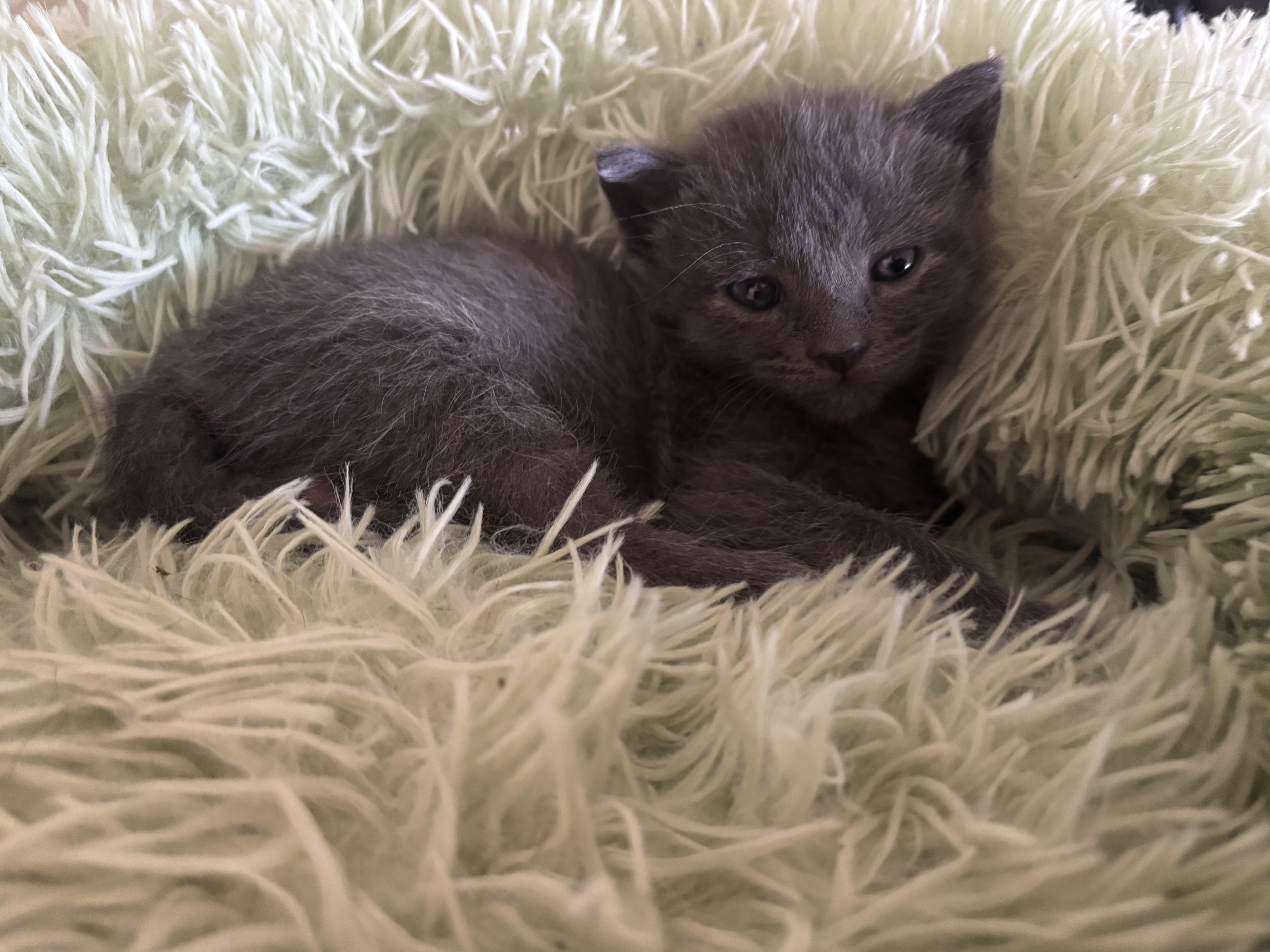 Enlarge Boba, an adopted mixed breed in Costa Mesa, CA image 4/6