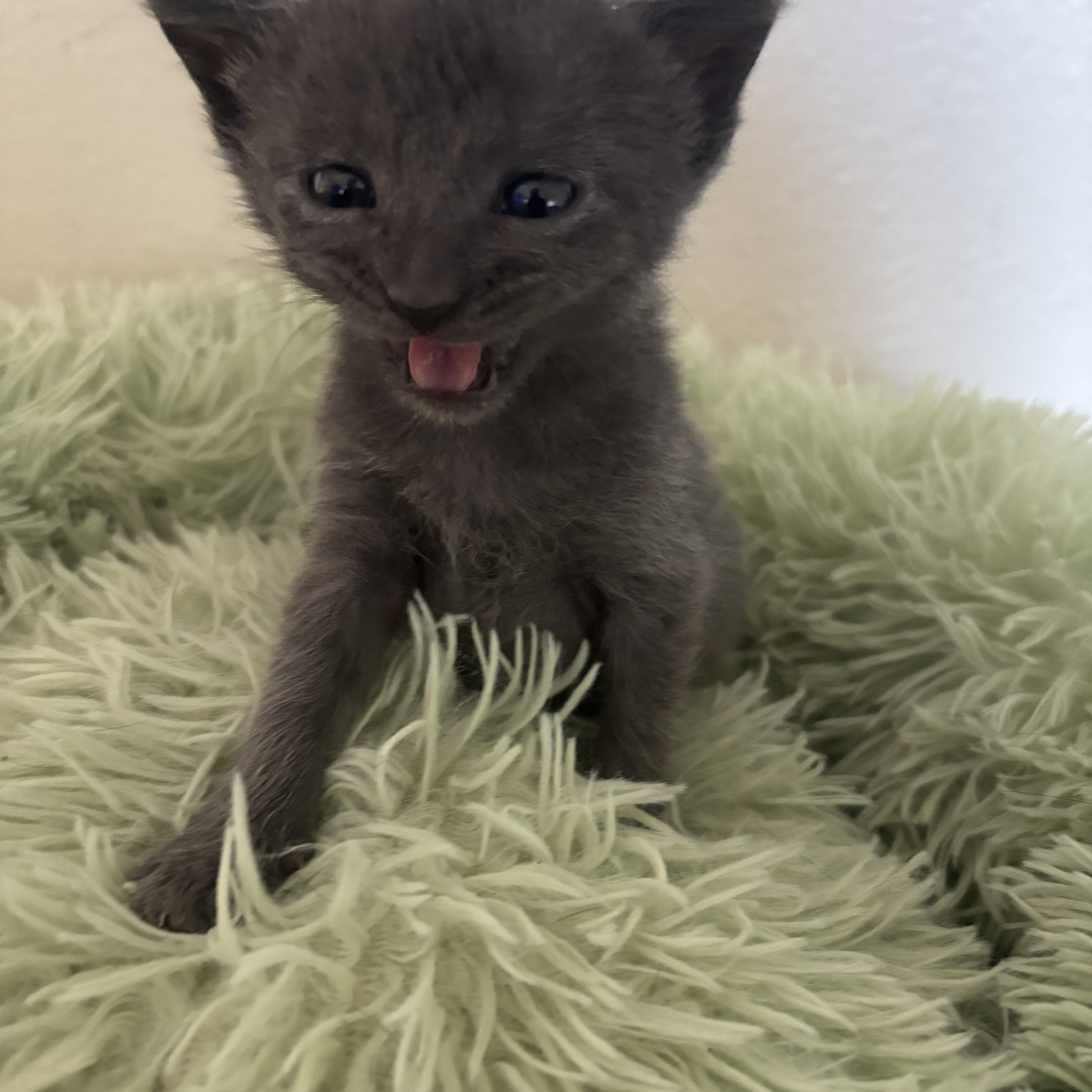 Enlarge Boba, an adopted mixed breed in Costa Mesa, CA image 3/6