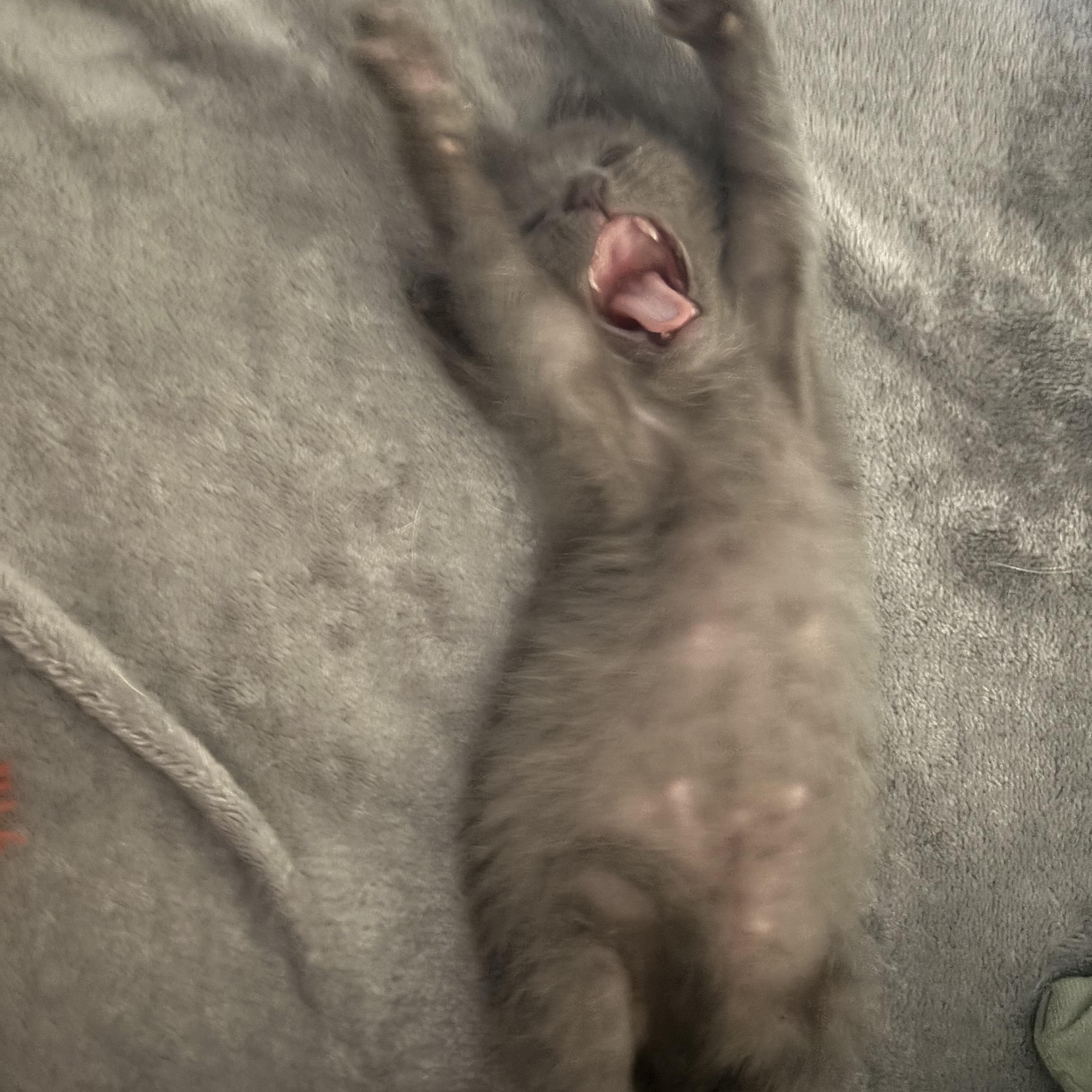 Boba, adopted, Kitten Female Russian Blue & Tabby.