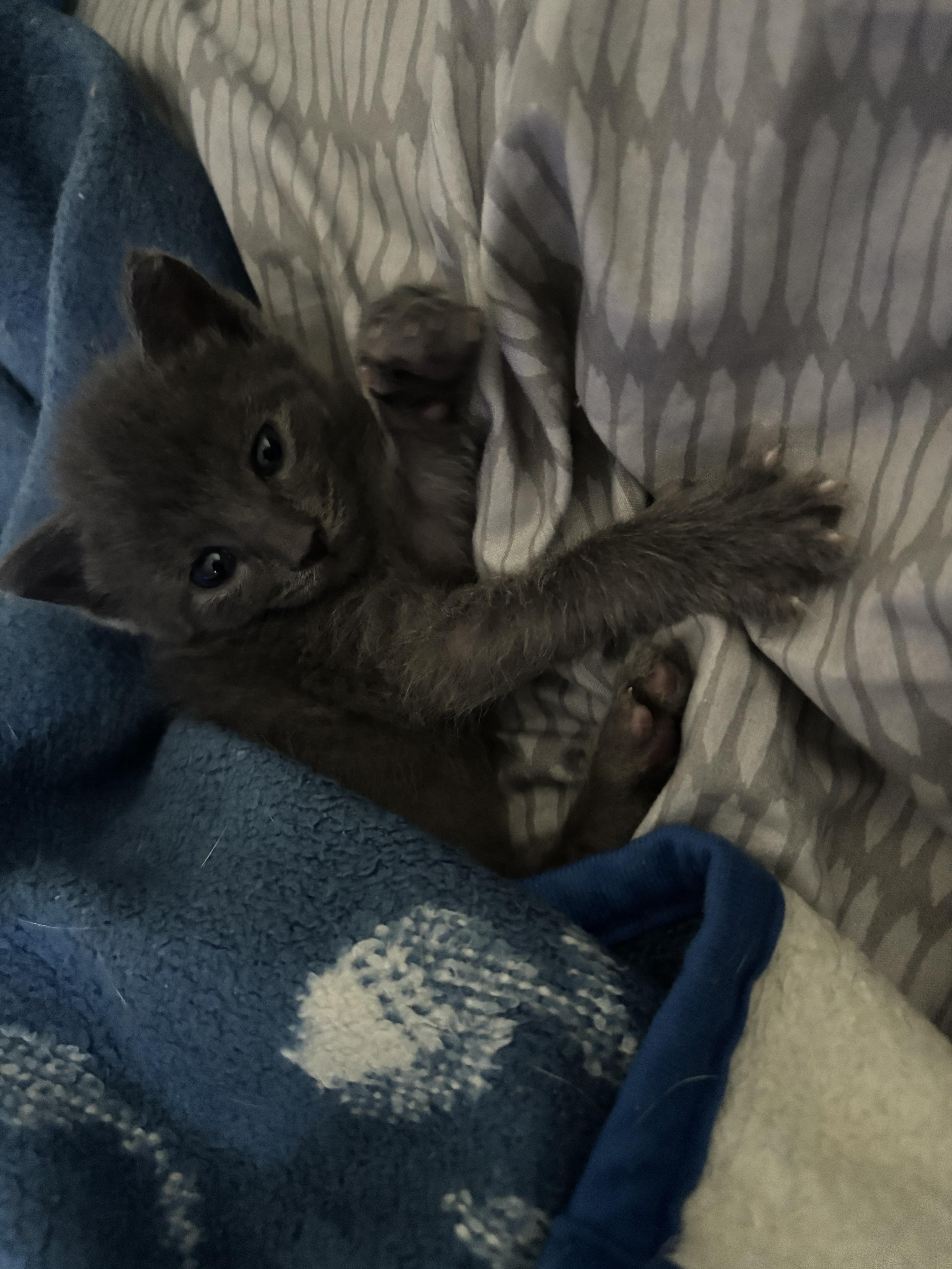 Enlarge Boba, an adopted mixed breed in Costa Mesa, CA image 5/6