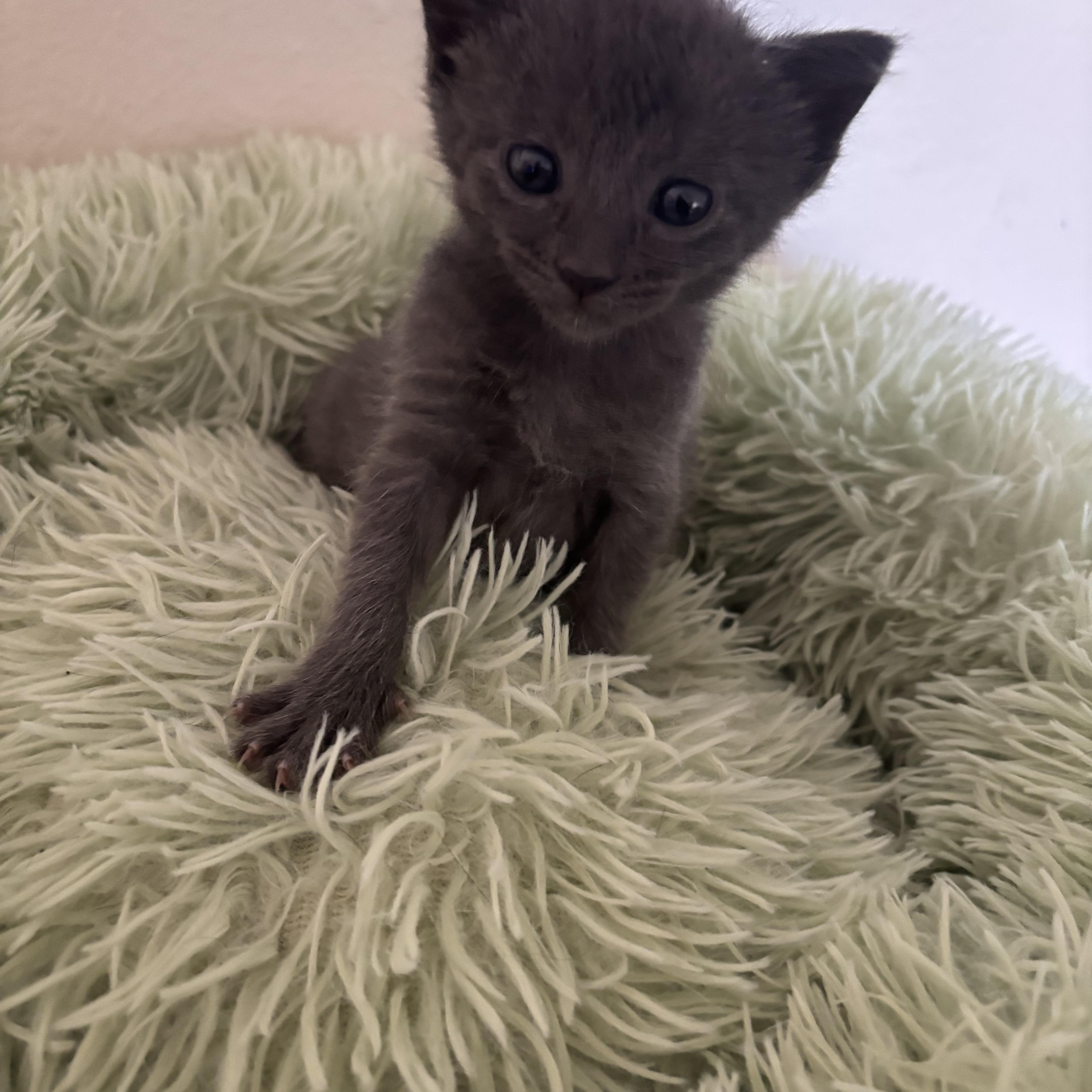 Enlarge Boba, an adopted mixed breed in Costa Mesa, CA image 6/6