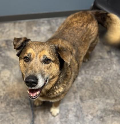 Enlarge Hoppy, a ADOPTABLE Mixed Breed in Missoula, MT image 1/2