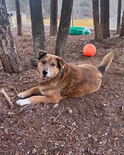 Enlarge Hoppy, a ADOPTABLE Mixed Breed in Missoula, MT image 2/2