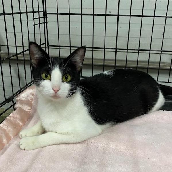 Enlarge Speckles, a Adoptable Domestic Short Hair in Rochester, MN image 1/2