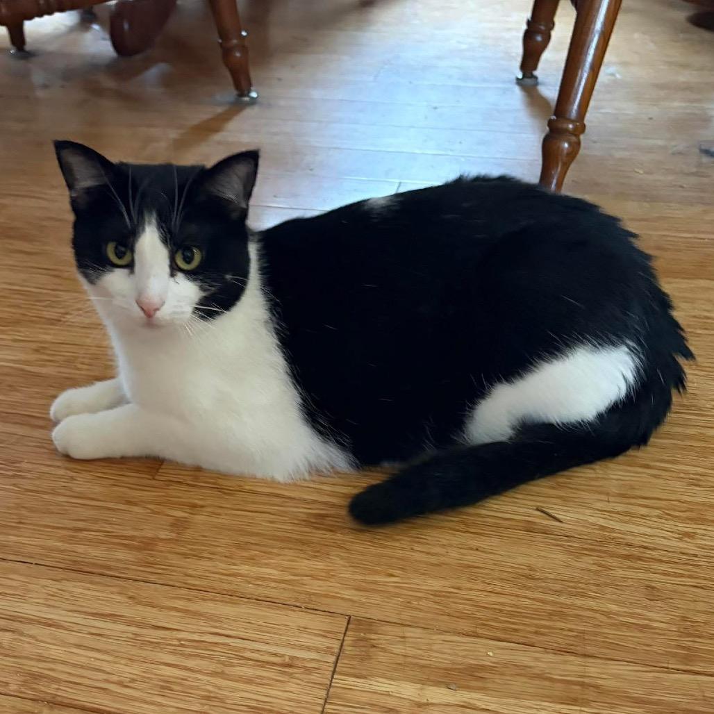 Enlarge Speckles, a Adoptable Domestic Short Hair in Rochester, MN image 2/2