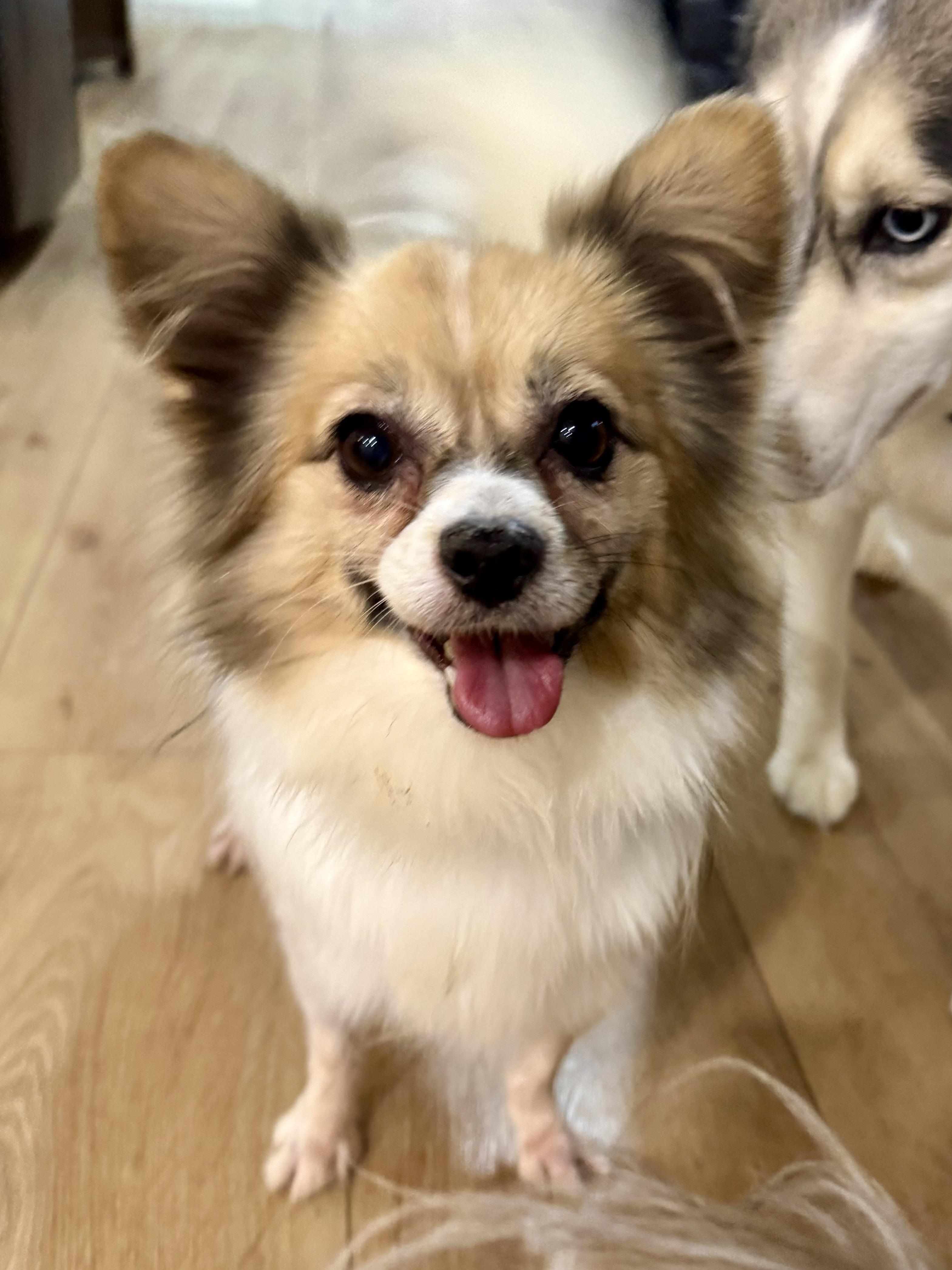 Enlarge Willow, a Adoptable Papillon in Windsor, CO image 1/1