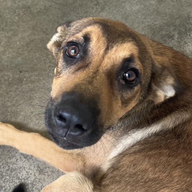 Kimchi, Adoptable, Young Male Shepherd.