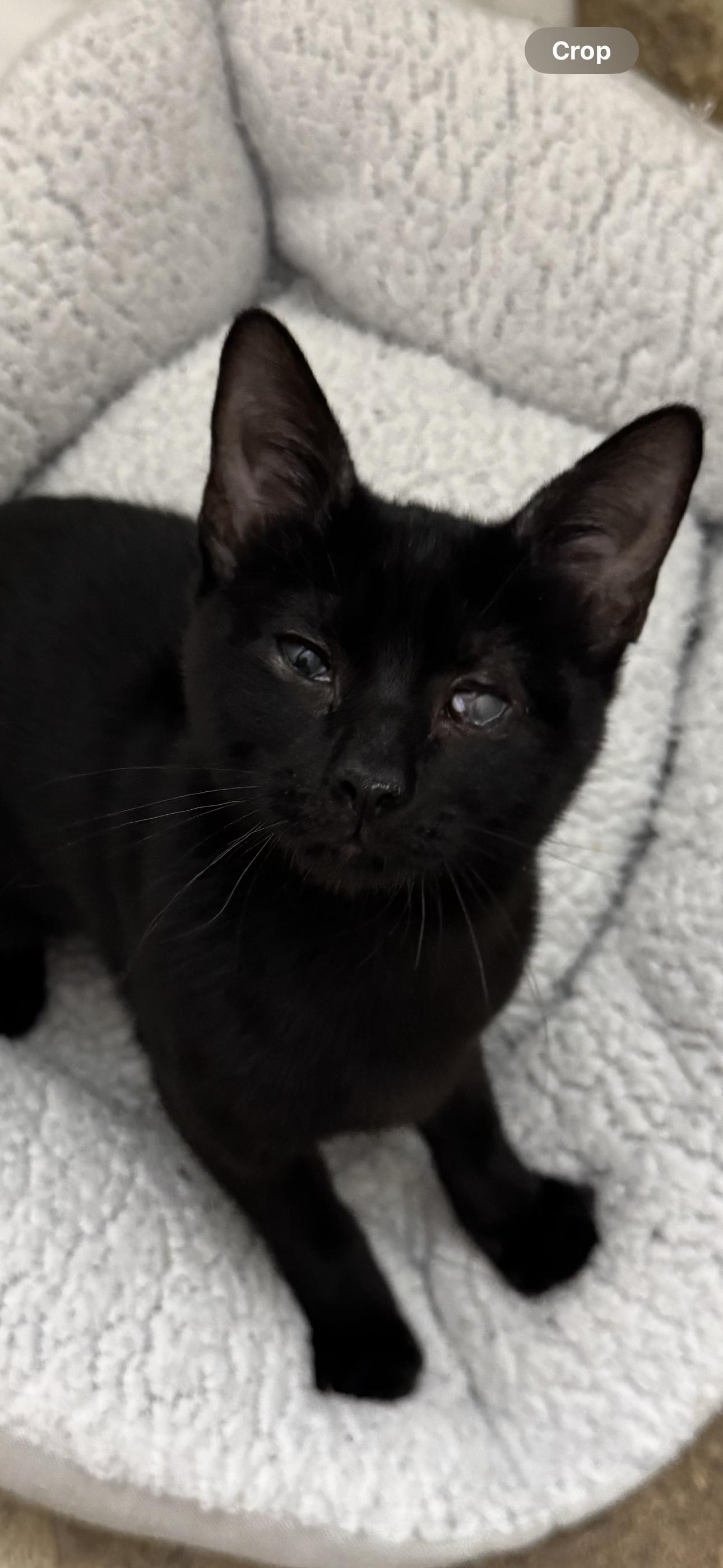 Enlarge Spunky, a ADOPTABLE Domestic Short Hair in Crowley, TX image 1/2