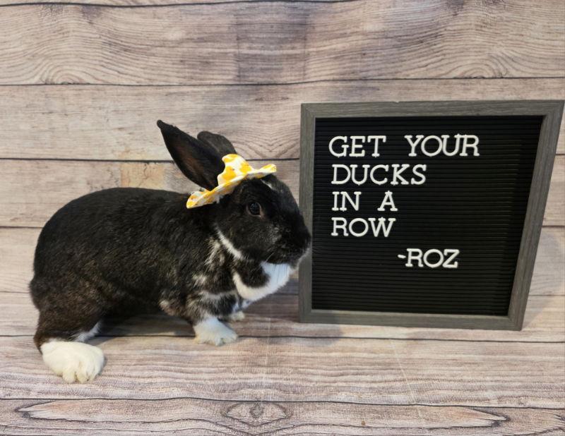 Roz, Adoptable, Adult Female English Spot.