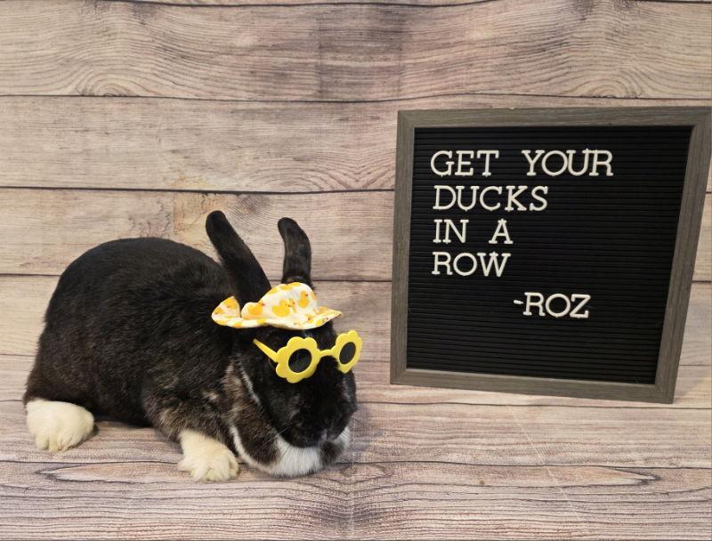 Enlarge Roz, a Adoptable English Spot in Columbus, OH image 2/2