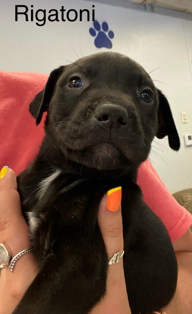 Rigatoni, Adoptable, Young Male Pit Bull Terrier & Labrador Retriever.