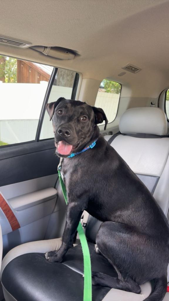 Enlarge Rigatoni, a Adoptable mixed breed in Heber City, UT image 1/4