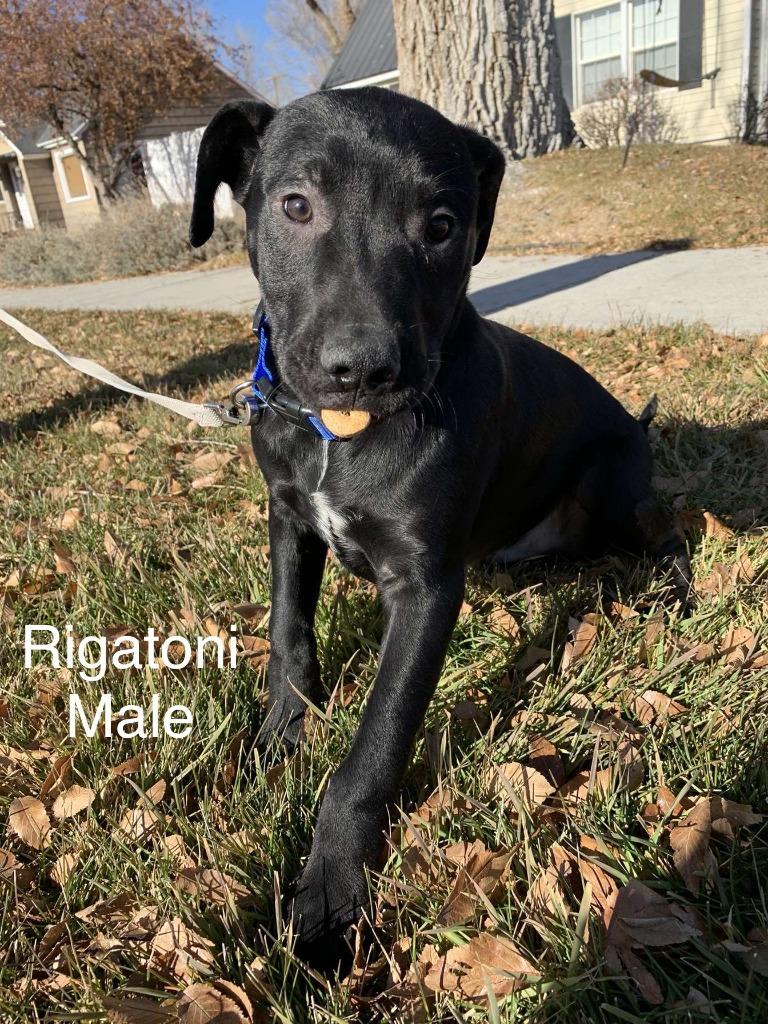 Enlarge Rigatoni, a Adoptable mixed breed in Heber City, UT image 2/4