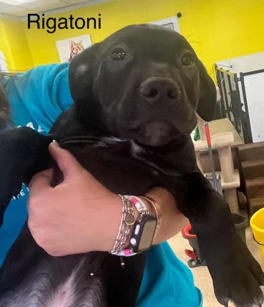 Enlarge Rigatoni, a Adoptable mixed breed in Heber City, UT image 3/4