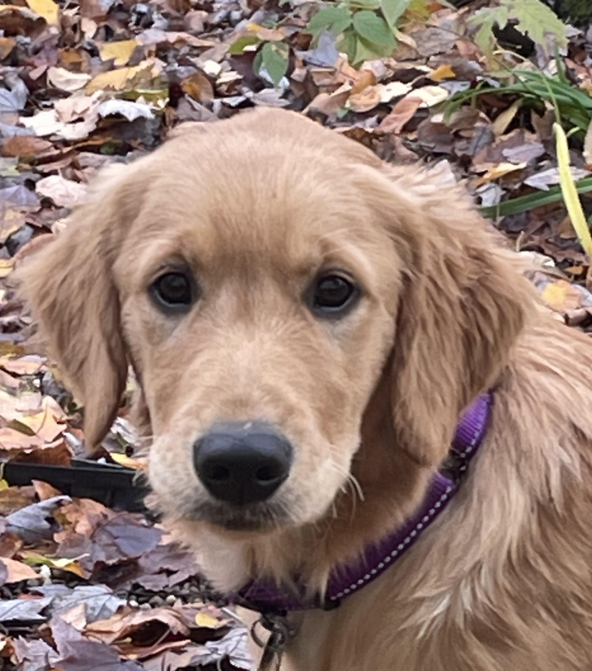 Mikey, a Adopted Golden Retriever in Bath, OH image 1/3
