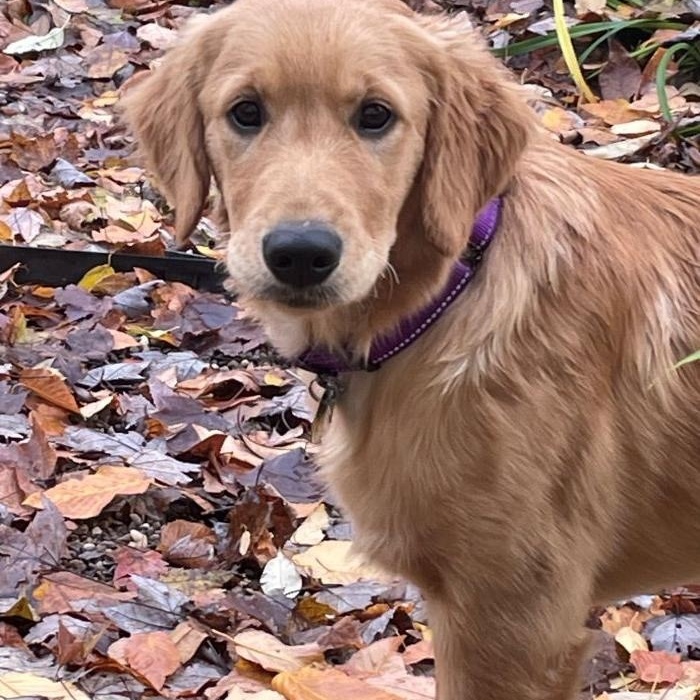 Mikey, a Adopted Golden Retriever in Bath, OH image 2/3