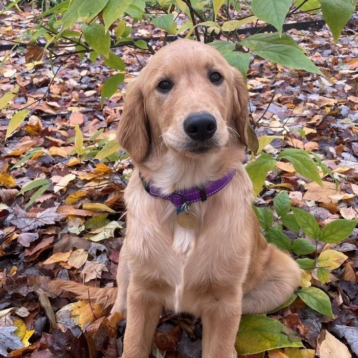 Mikey, a Adopted Golden Retriever in Bath, OH image 3/3