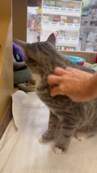 Enlarge Riley Fuzzel, an adopted mixed breed in Austin, TX video 5/6