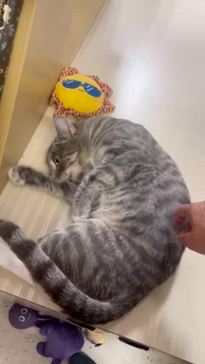 Enlarge Riley Fuzzel, an adopted mixed breed in Austin, TX video 6/6