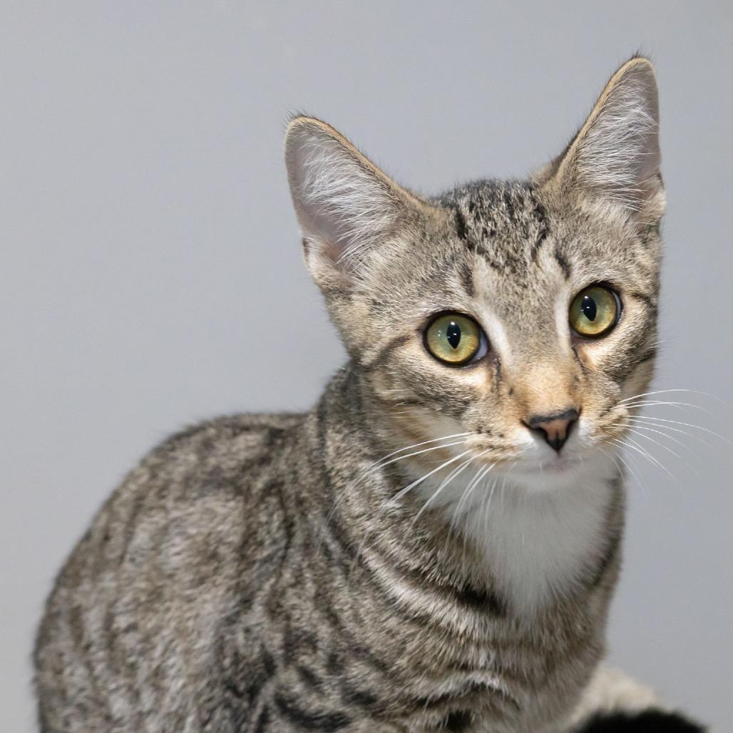 Enlarge Ostrich, a Adoptable Domestic Short Hair in McKean, PA image 1/5