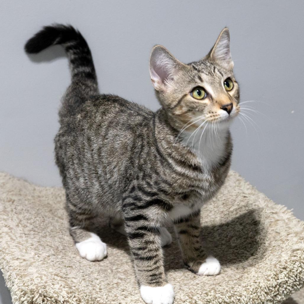 Enlarge Ostrich, a Adoptable Domestic Short Hair in McKean, PA image 2/5