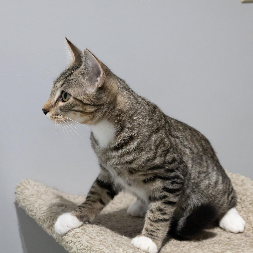 Enlarge Ostrich, a Adoptable Domestic Short Hair in McKean, PA image 3/5