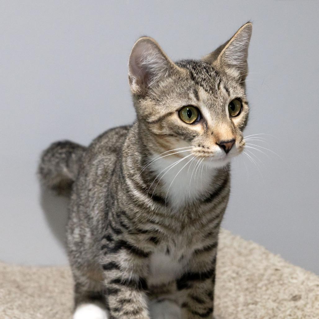 Enlarge Ostrich, a Adoptable Domestic Short Hair in McKean, PA image 4/5