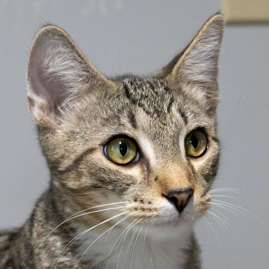 Enlarge Ostrich, a Adoptable Domestic Short Hair in McKean, PA image 5/5