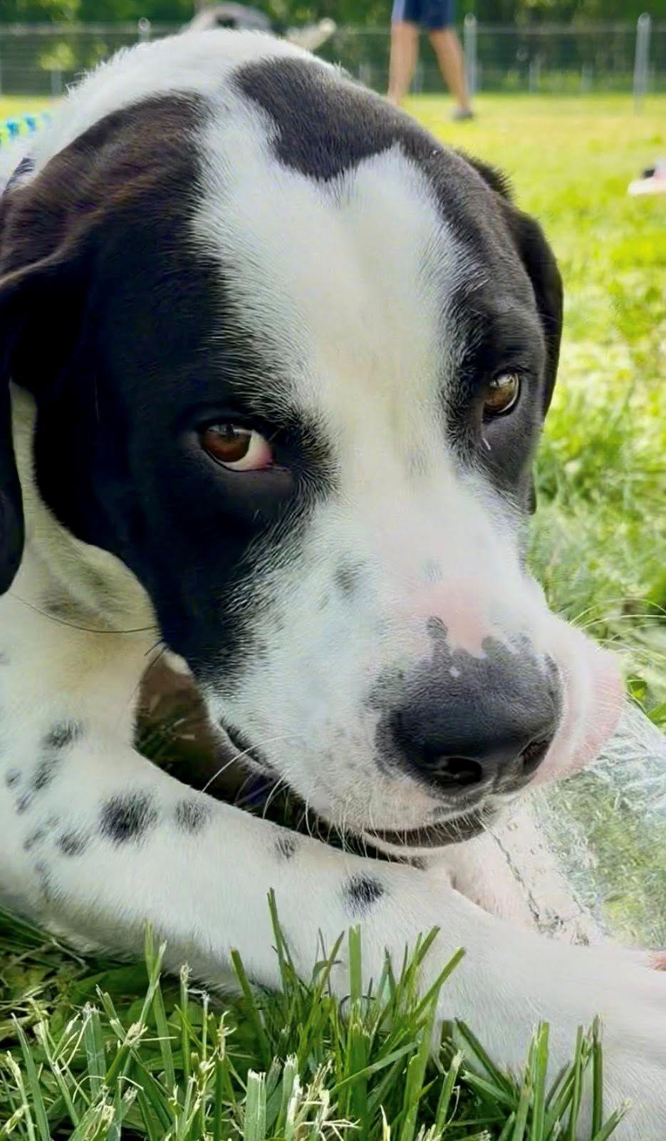 Enlarge Kringle, a ADOPTABLE mixed breed in Parkville, MO image 1/6