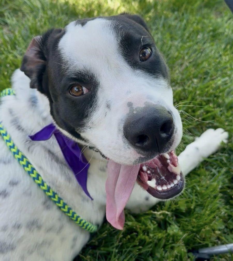 Enlarge Kringle, a ADOPTABLE mixed breed in Parkville, MO image 6/6