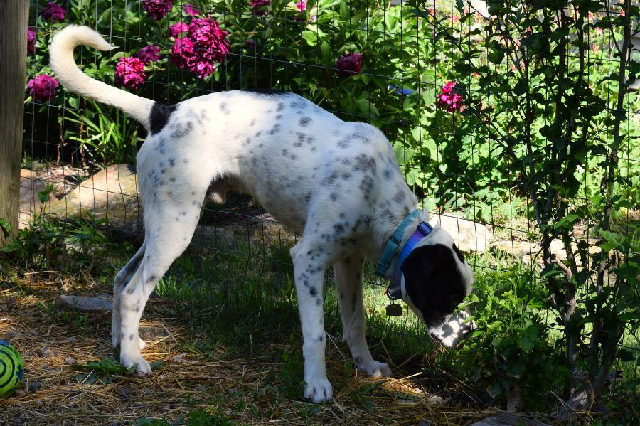 Enlarge Kringle, a ADOPTABLE mixed breed in Parkville, MO image 5/6