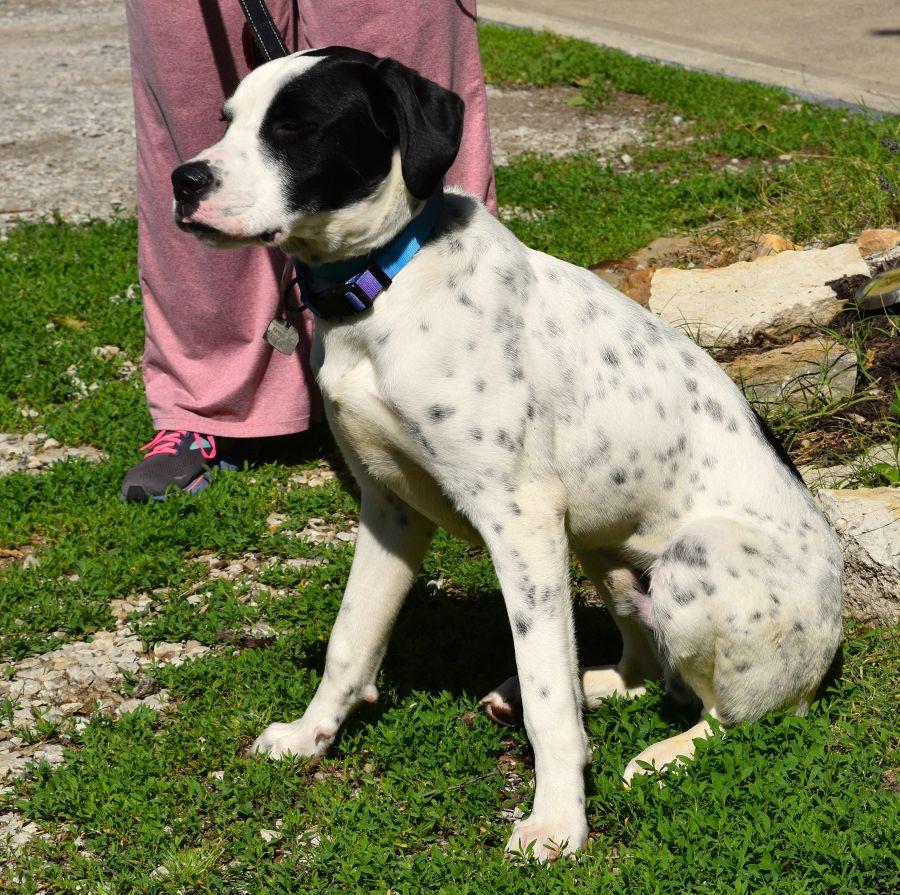 Enlarge Kringle, a ADOPTABLE mixed breed in Parkville, MO image 2/6